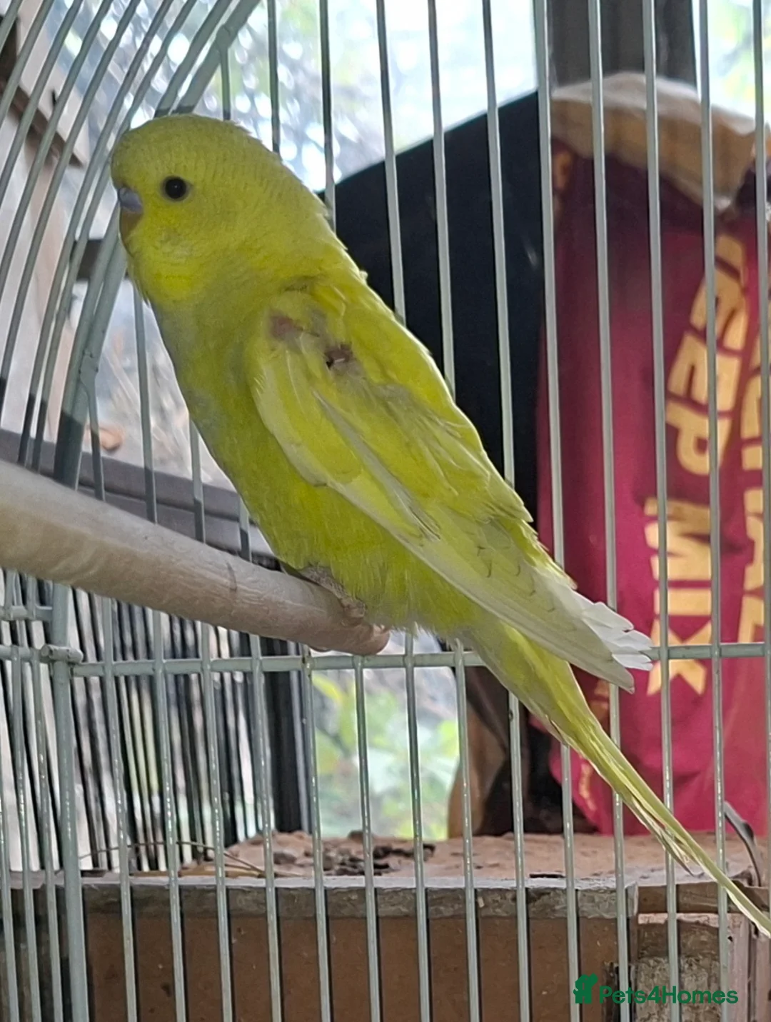 Budgerigars birds for sale: Young budgies for sale  - Advert 3