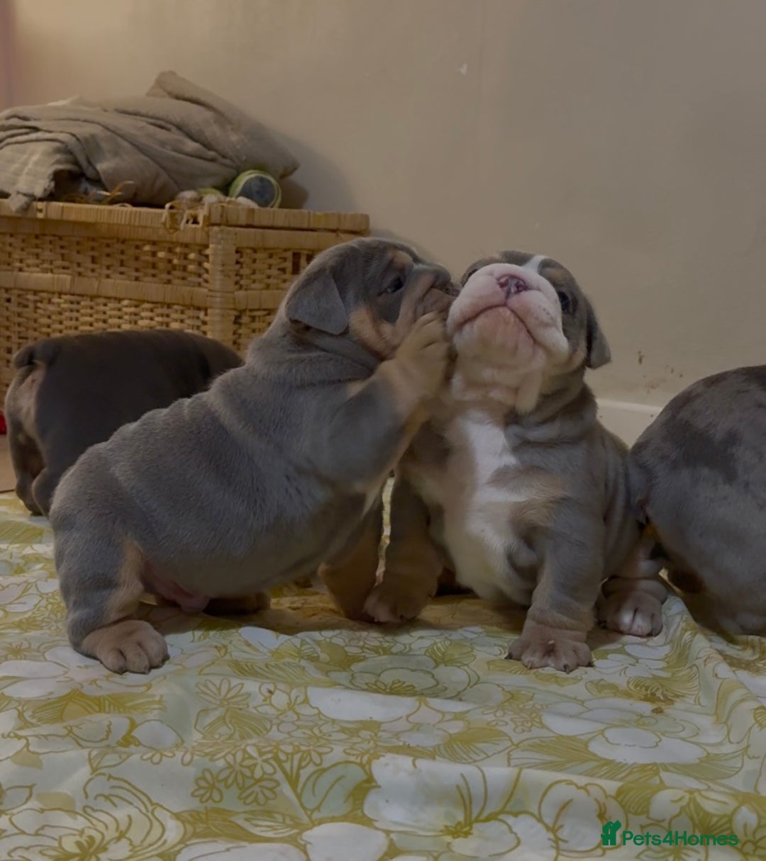 English Bulldog dogs for sale: English bulldog puppies - Advert 28