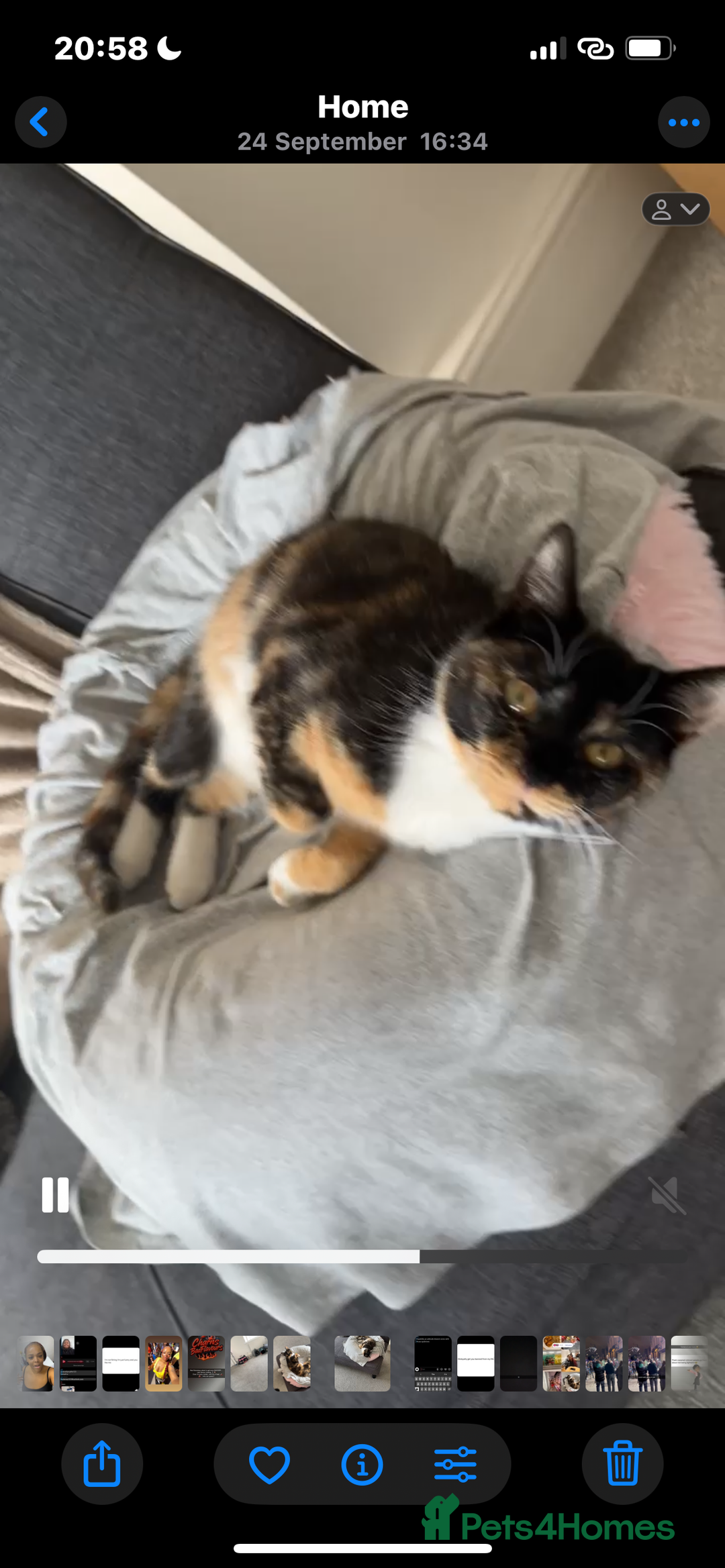 Domestic Shorthair cats for sale: Meet Cali✨ - Advert 3