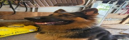 German Shepherd dogs for sale: KC GSD long coat.  Fantastic bloodlines.  - Advert 3