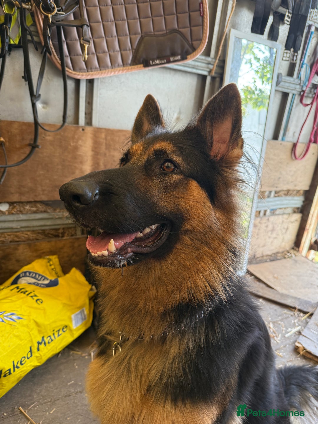 German Shepherd dogs for sale: KC GSD long coat.  Fantastic bloodlines.  - Advert 3
