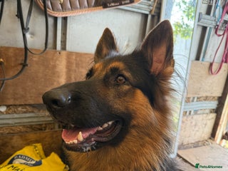 German Shepherd dogs KC long coat, fully health tested GSD Pups - Advert 1