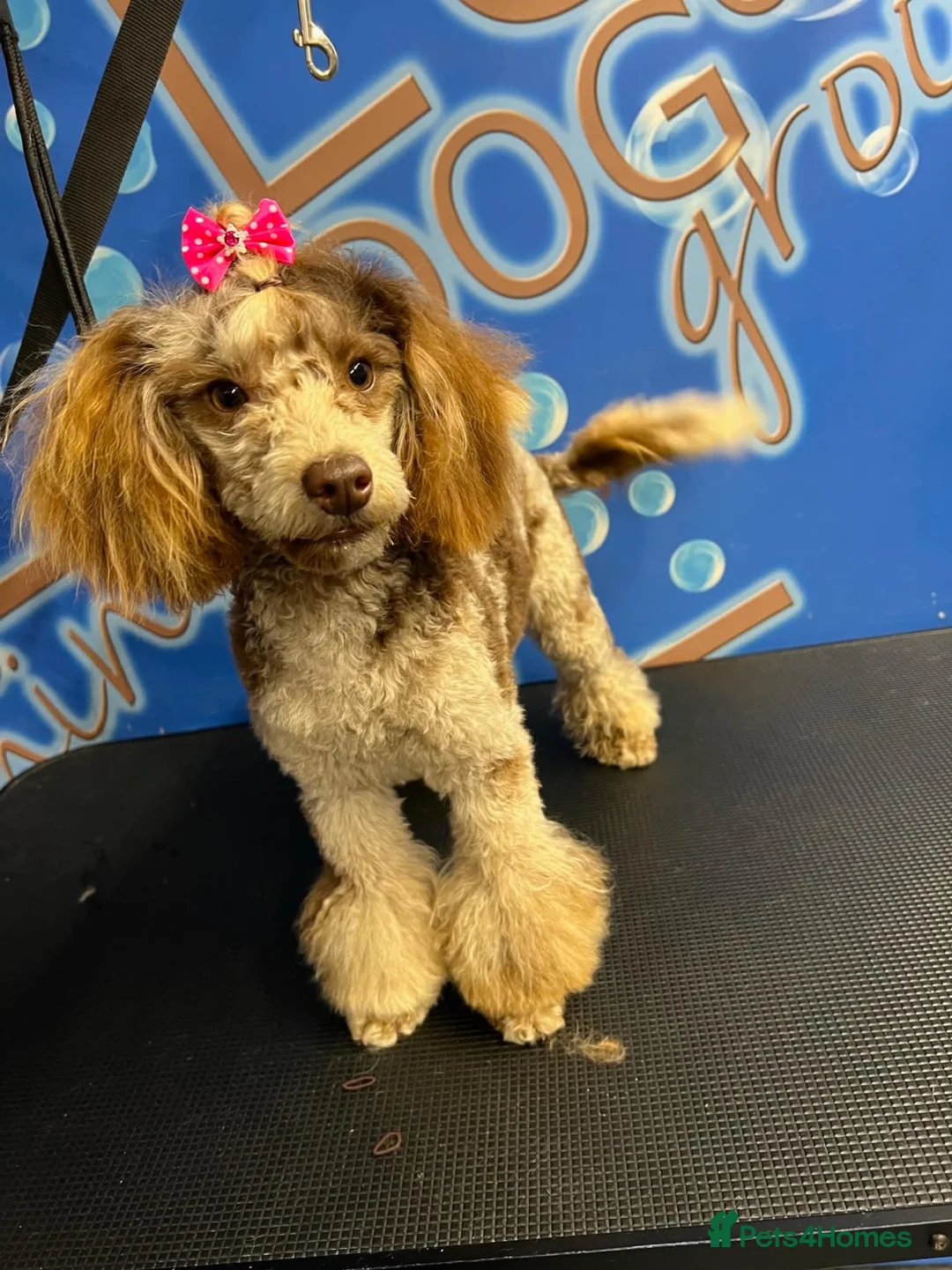 Mixed Breed dogs for sale:  Cockapoo miniature merle fb1 puppies  - Advert 14