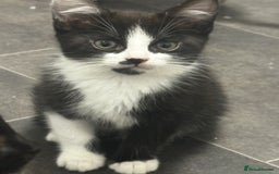 Mixed Breed cats for sale: 3 Beautiful Kittens  - Image 4