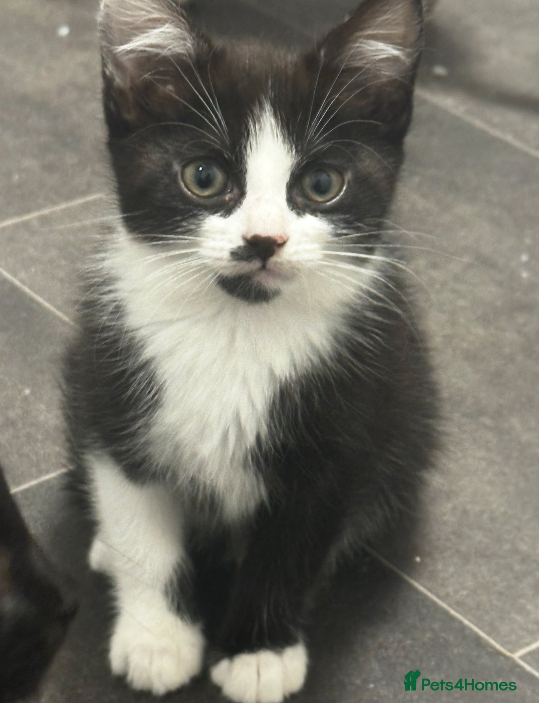 Mixed Breed cats for sale: 3 Beautiful Kittens  - Image 4