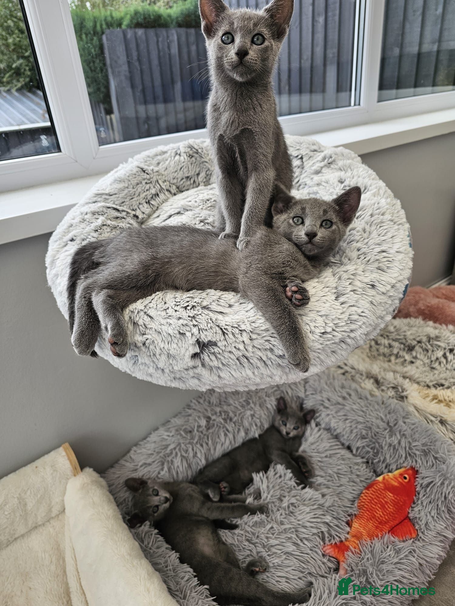 Russian Blue cats GCCF Registered Russian Blue Kittens – Ready Now  - Advert 5
