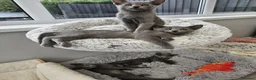Russian Blue cats for sale: GCCF Registered Russian Blue Kittens – Ready Now  - Advert 1