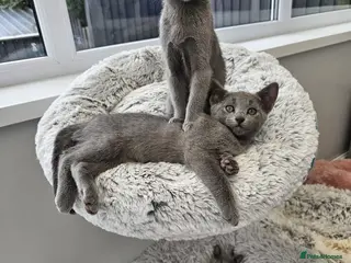 Russian Blue cats GCCF Registered Russian Blue Kittens – Ready Now - Advert 5