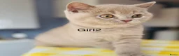 British Shorthair cats for sale: Beautiful paws*GB 😻 - Advert 5