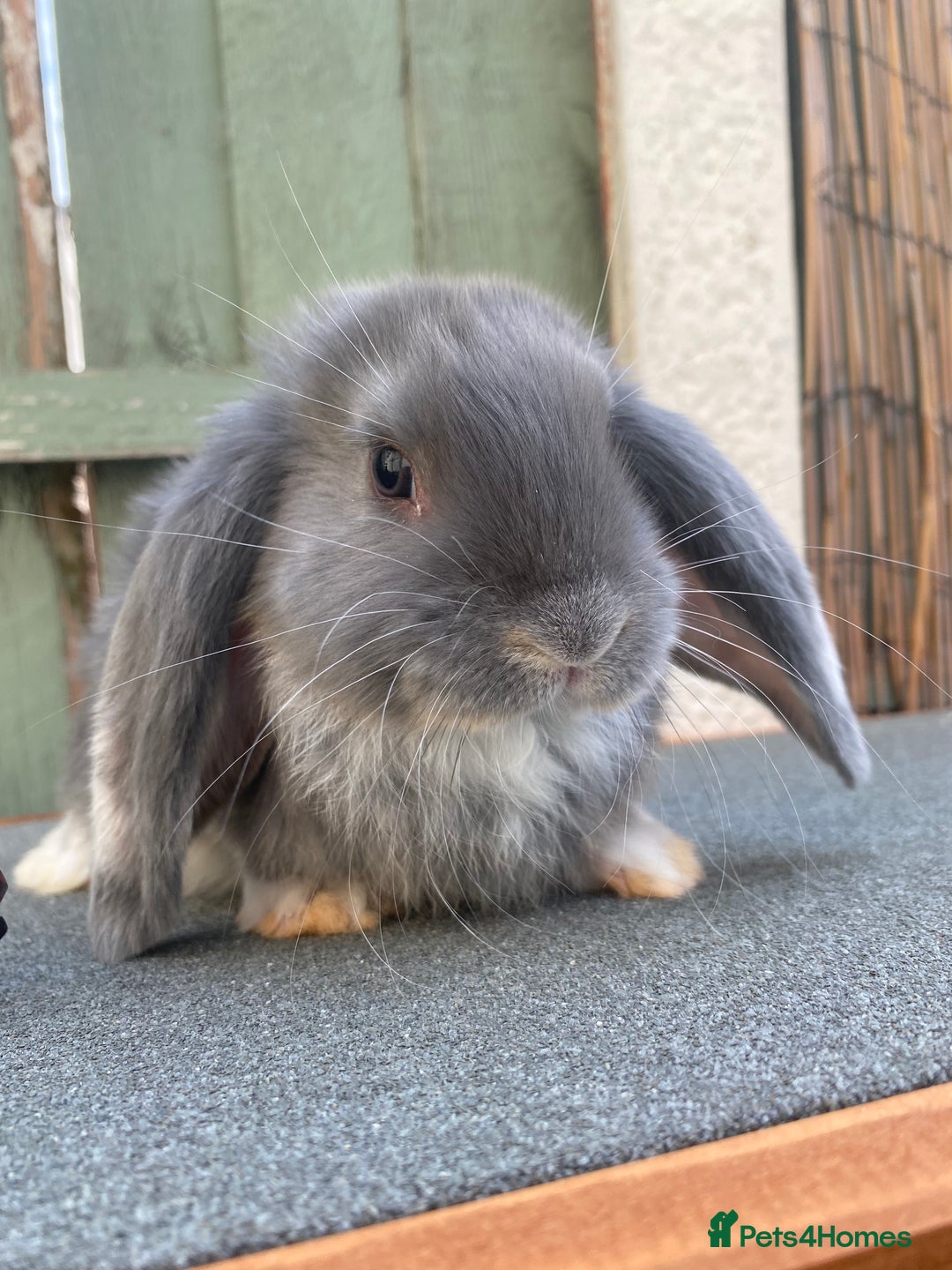 French Lop rabbits for sale: Giant French lop rabbits for sale  - Image 11