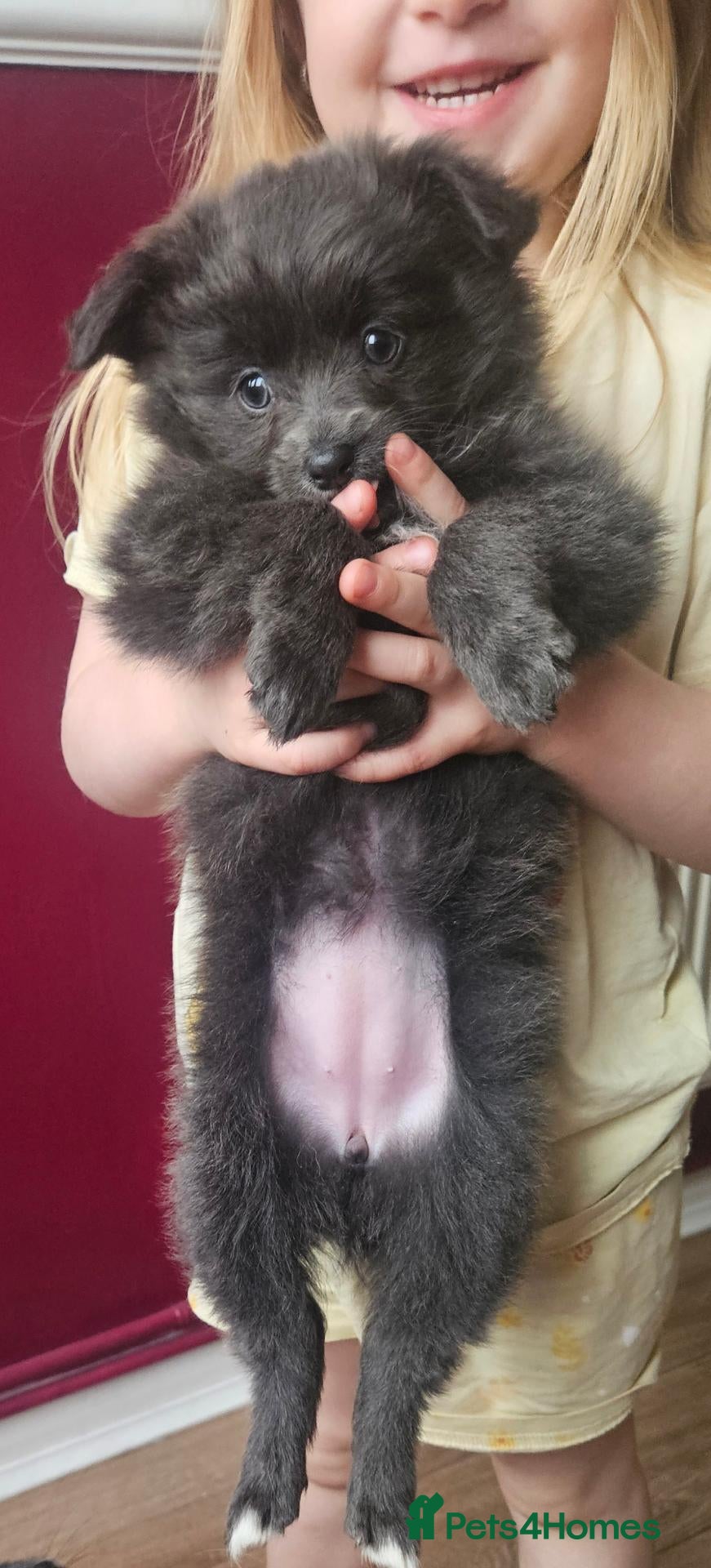 Mixed Breed dogs for sale: Last blue pomchi baby 💙 - Advert 11