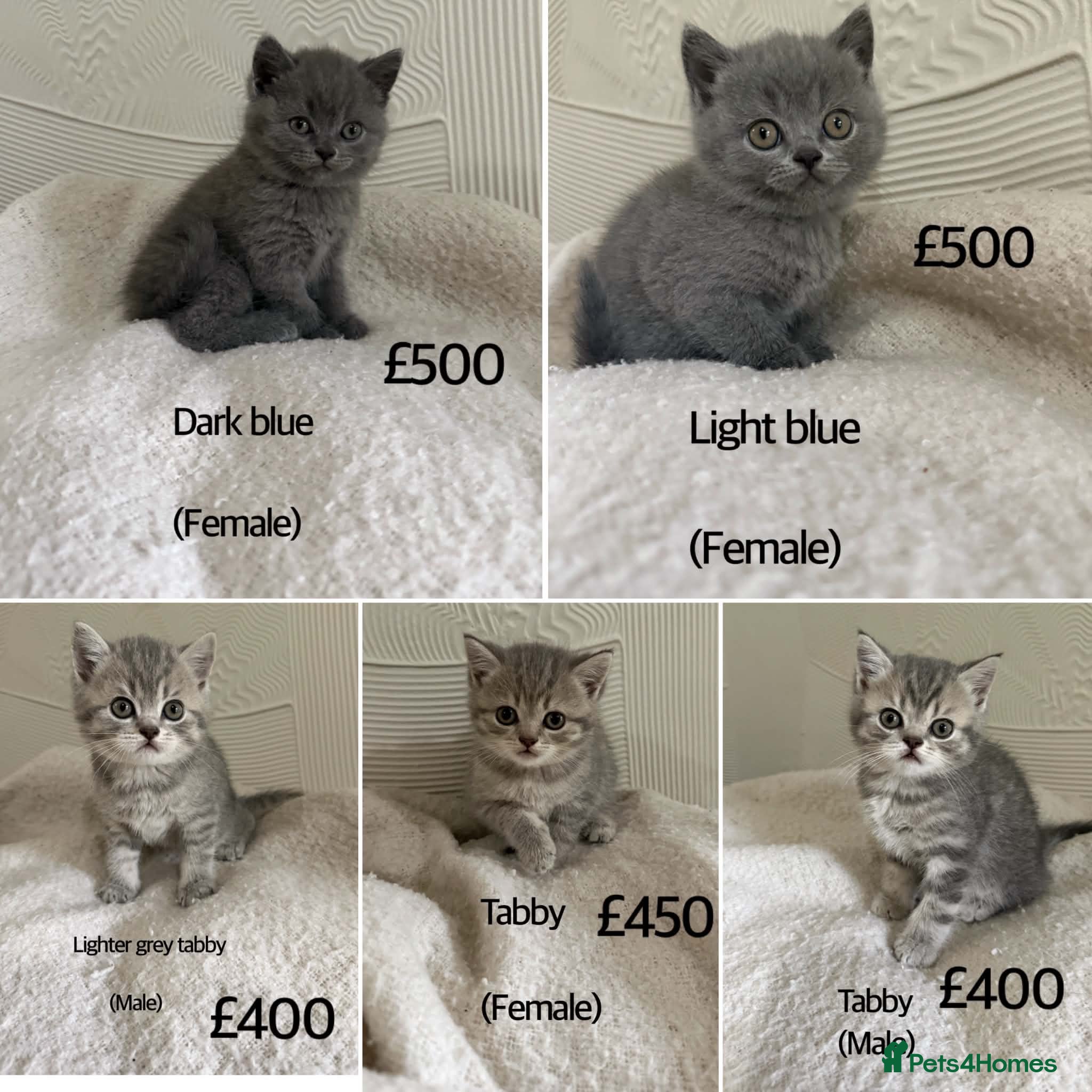 British Shorthair cats British Shorthair kittens  - Advert 2