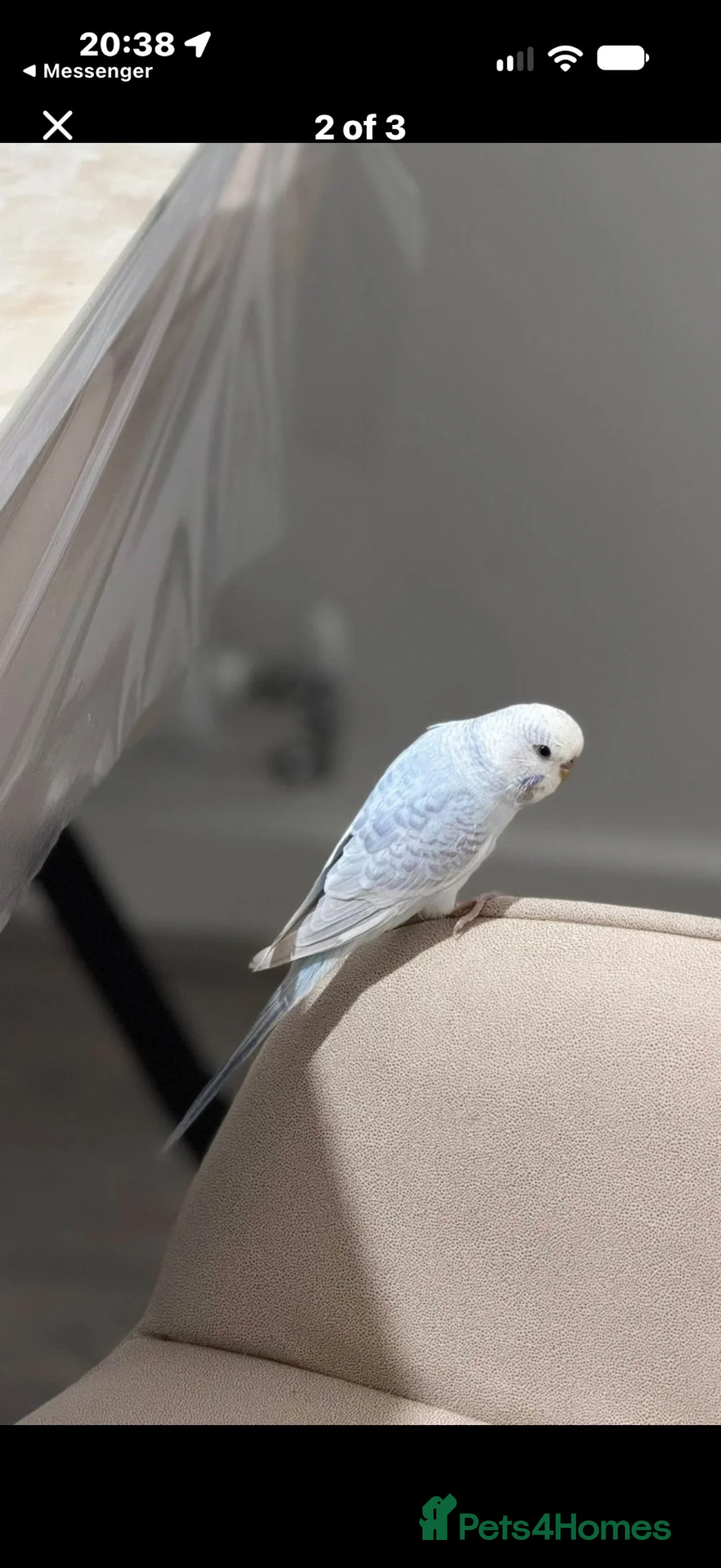 Budgerigars birds for sale: Male budgie  - Advert 2