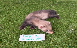 Ferret rodents for sale: Ready now Baby Micro ferrets - Image 12