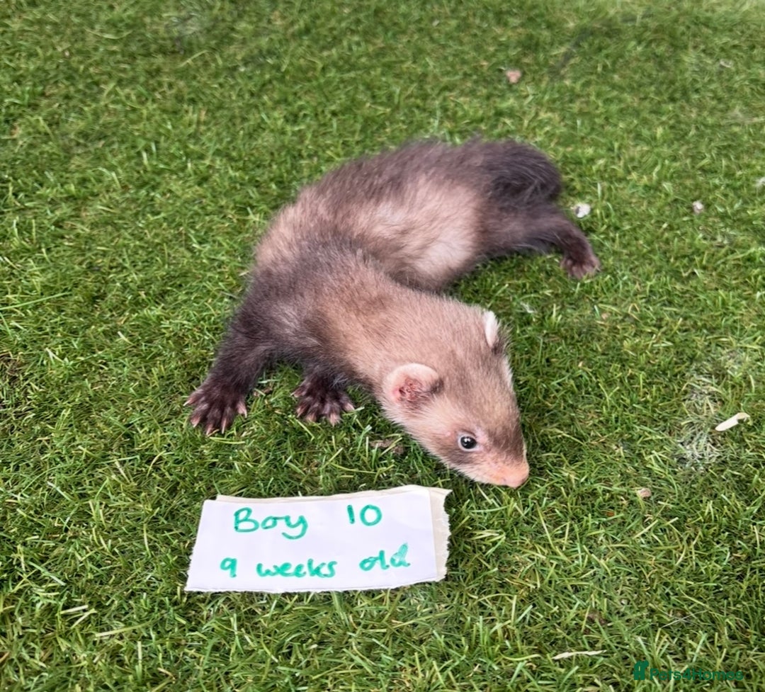 Ferret rodents for sale: Ready now Baby Micro ferrets - Image 12
