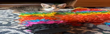Mixed Breed Kitten 