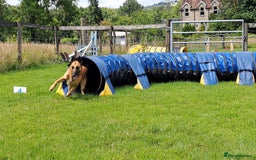 Belgian Shepherd Dog dogs for stud: BVA HEALTH TESTED, Proven, KC, BSD Malinois stud in Treorchy - Image 11