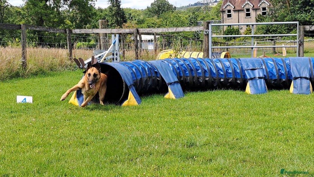 Belgian Shepherd Dog dogs for stud: BVA HEALTH TESTED, Proven, KC, BSD Malinois stud in Treorchy - Image 11