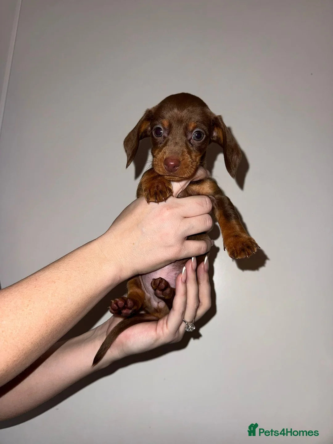 Dachshund dogs for sale: Miniature Dachshund puppies  - Advert 2
