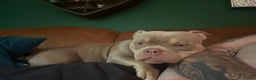 American Bully dogs for sale: BIGGA BULLZ Lilac/Tan micro exotic bully girl - Advert 4