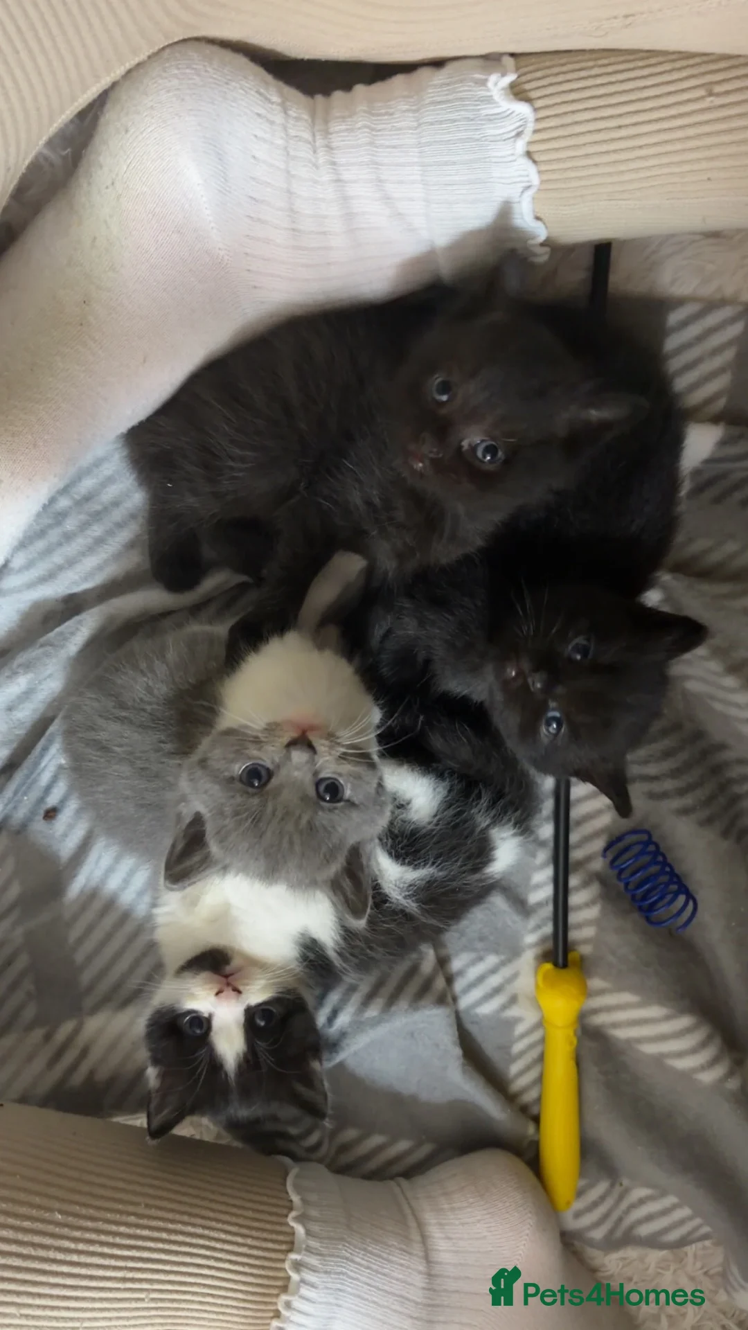 British Longhair cats for sale: 3 beautiful kittens left!!!!  - Advert 1