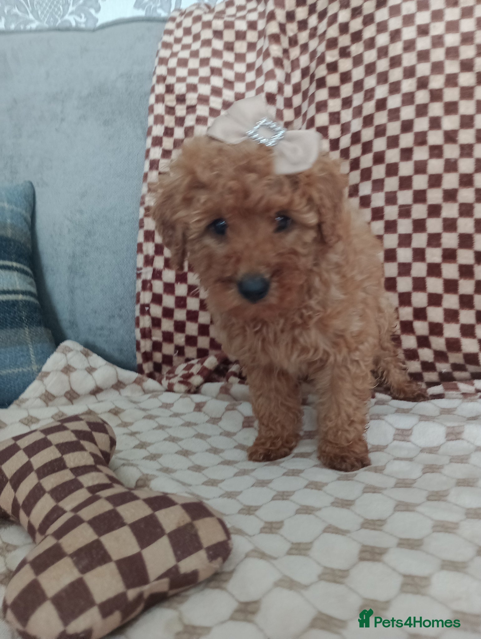 Mixed Breed dogs 🐕🌹 4 beautiful miniature poodle .🌹🐕 - Advert 1