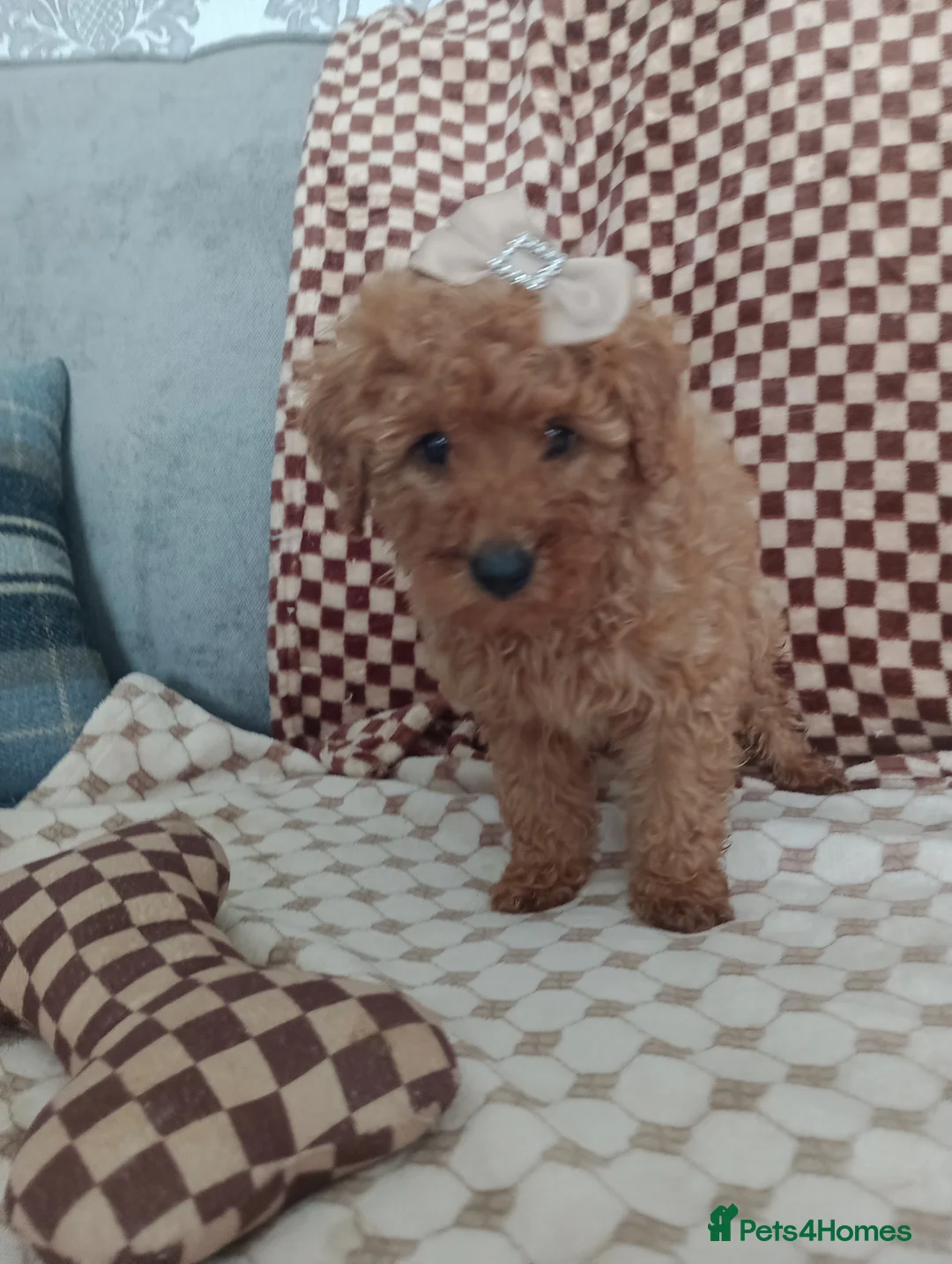 Mixed Breed dogs for sale: 🐕🌹 4 beautiful miniature poodle .🌹🐕 - Advert 2