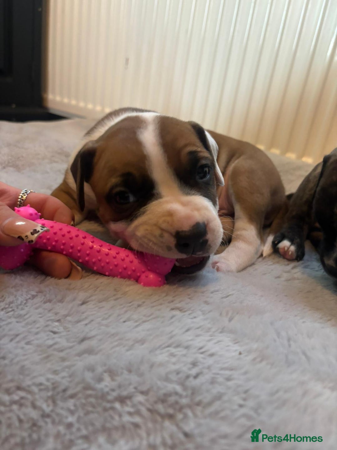 American Bulldog dogs for sale: American bulldog pups for sale - Advert 21