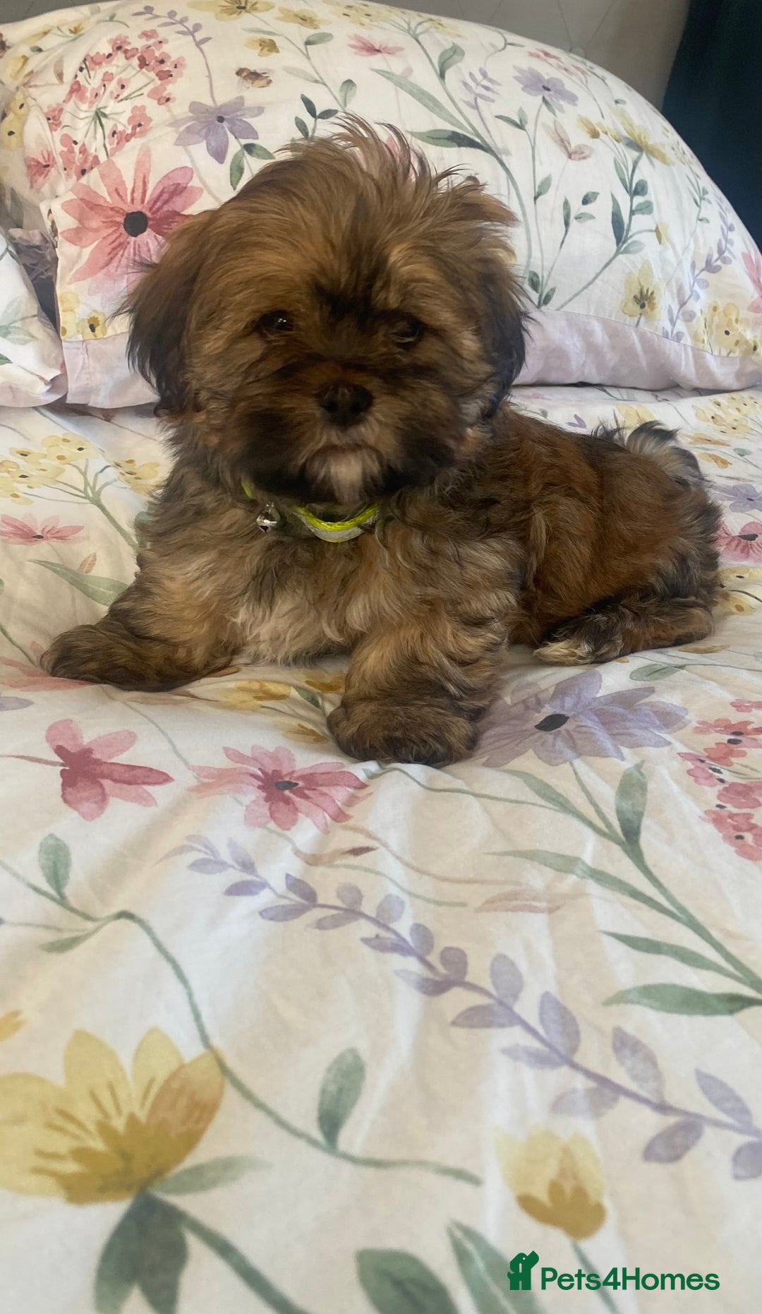 Shih Tzu dogs for sale: Shih Tzu puppies  - Image 13