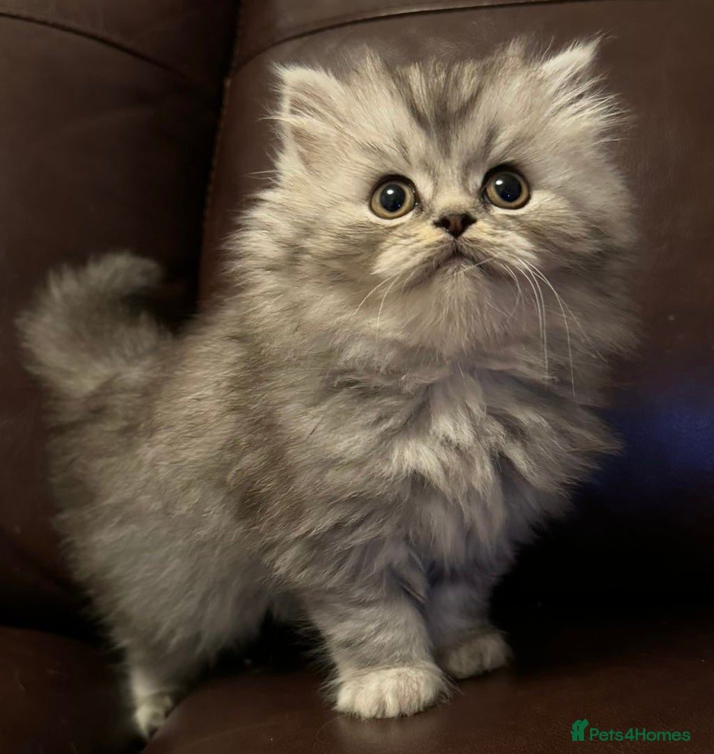 British Shorthair cats British shorthair X Persian girl kitten ready - Advert 3