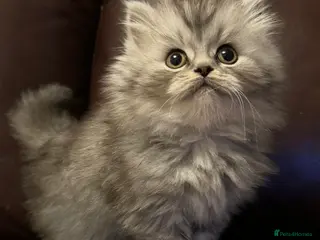 British Shorthair cats British shorthair X Persian girl kitten ready - Advert 3