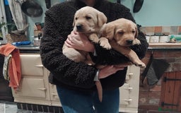Labrador Retriever dogs for sale: KC Labrador puppies 5weeks old 3 boys  - Image 7