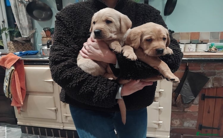 Labrador Retriever dogs KC Labrador puppies 5weeks old 3 boys  - Advert 4