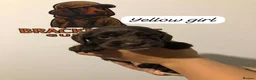 Sprocker dogs for sale: 5* F1 Sprocker puppies - Advert 6