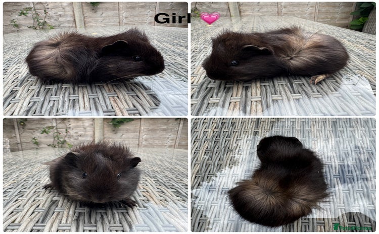 Guinea Pig rodents - Advert 1