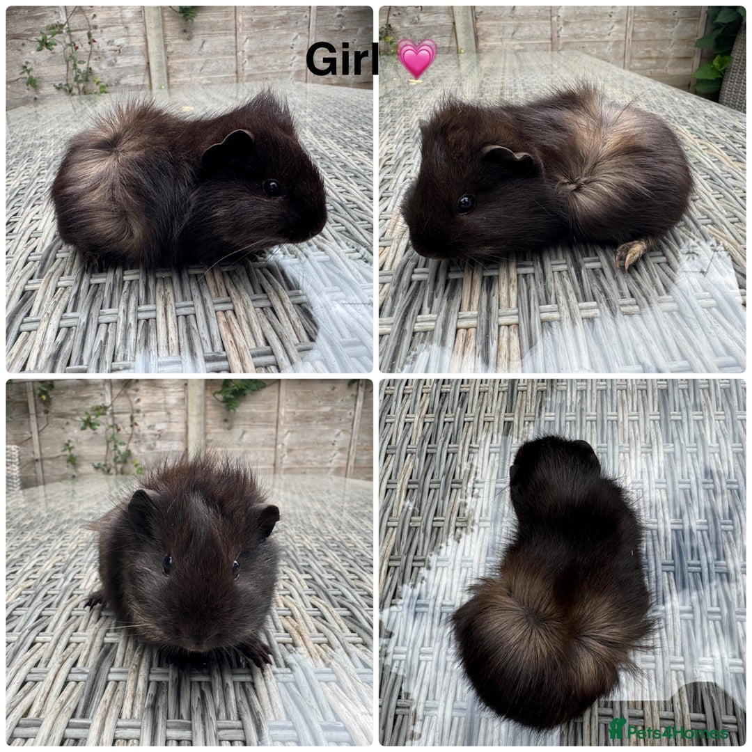 Guinea Pig rodents for sale: 6 Female, 2 male guinea pigs seeking new families - Image 1