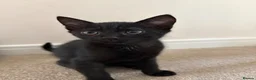 Mixed Breed cats for sale: 3 boys & 1 girl  - Advert 7