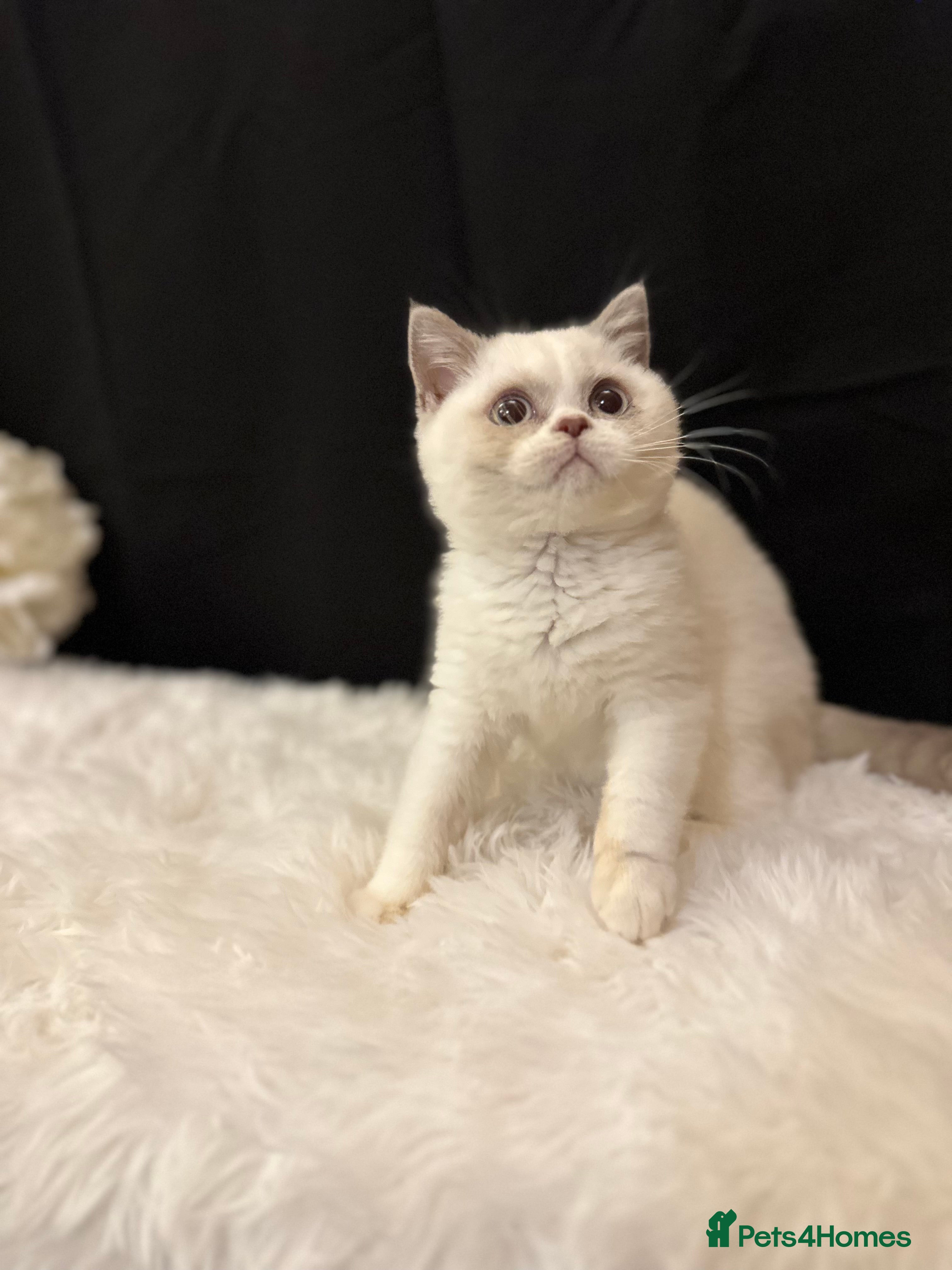 British Shorthair cats READY NOW - Full Pedigree Registered BSH kittens  - Advert 12