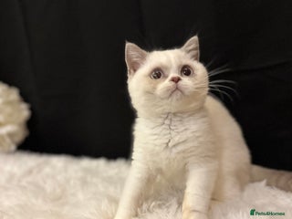 British Shorthair cats READY NOW - Full Pedigree Registered BSH kittens - Advert 7