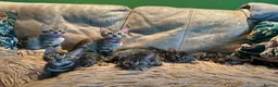 Bengal cats for sale: Pure Bengal Kittens ❤️ready for their new home 🏡  - Advert 23