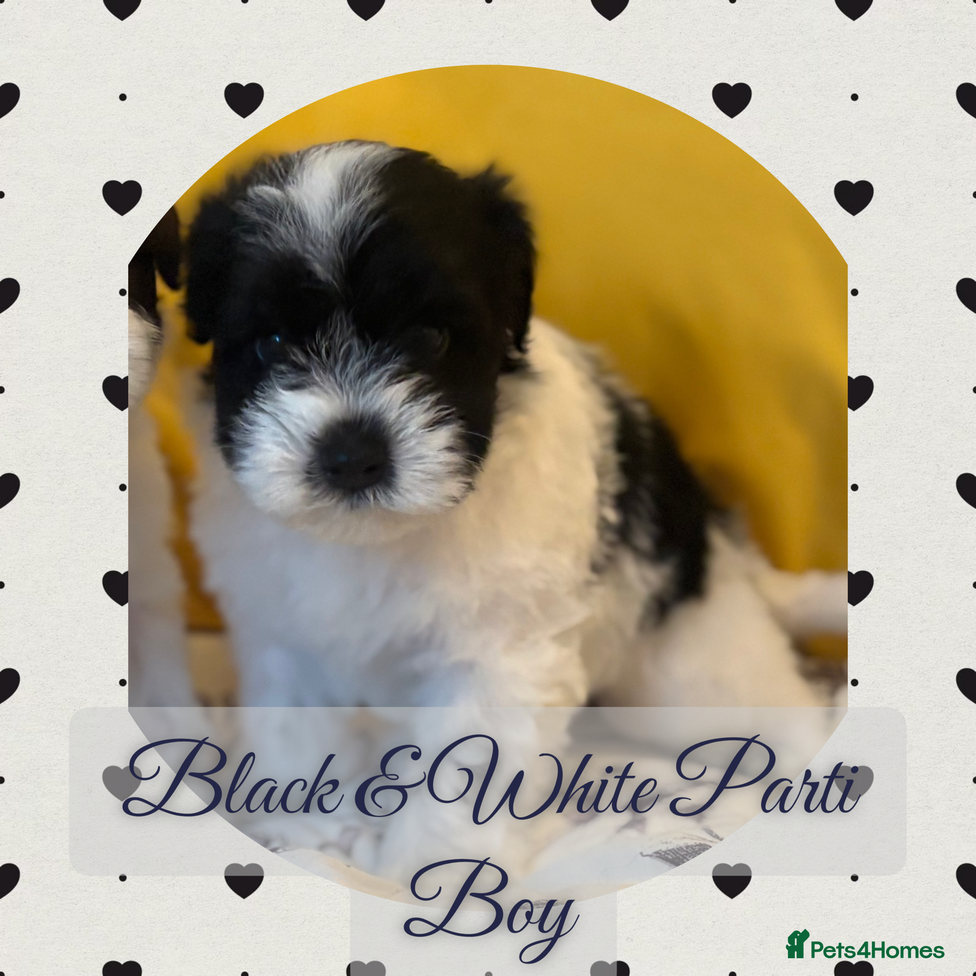 Miniature Schnauzer dogs 🐾 KC Mega Coat Chocolate & Black Mini Schnauzer - Advert 7