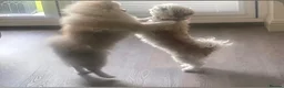 Pomeranian dogs for sale: Female Pomeranian 8 months  - Advert 3