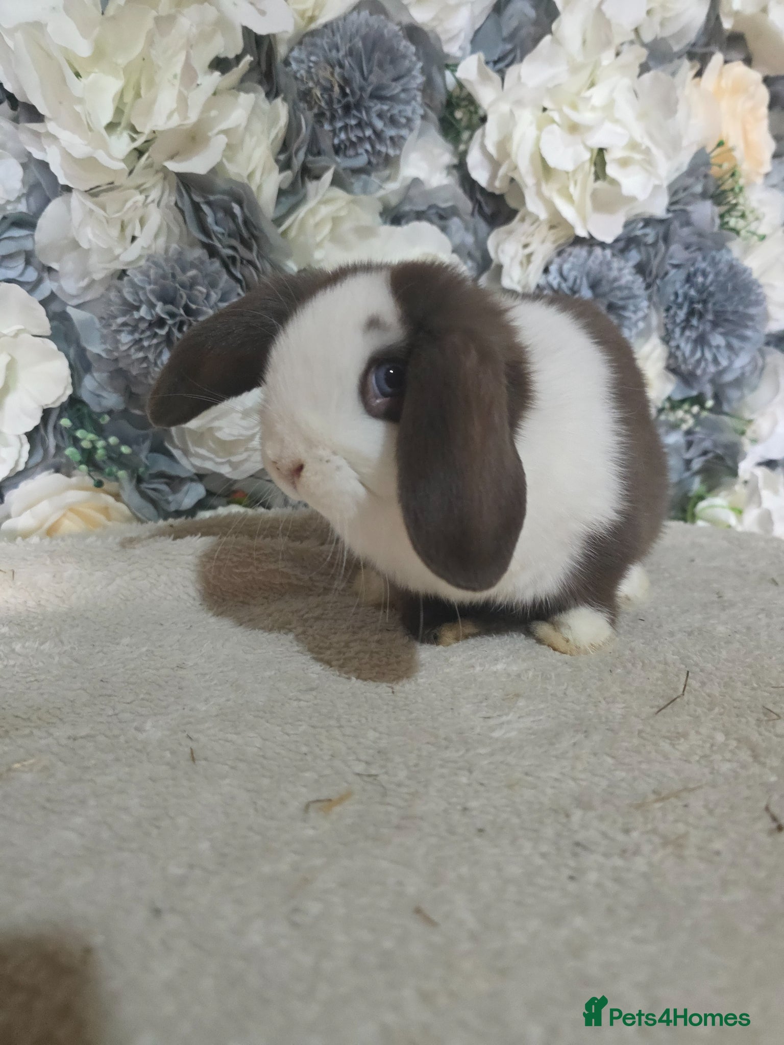 Mini Lop rabbits 🤎 Beautiful Chocolate Split VM Mini Lop Doe - Advert 1