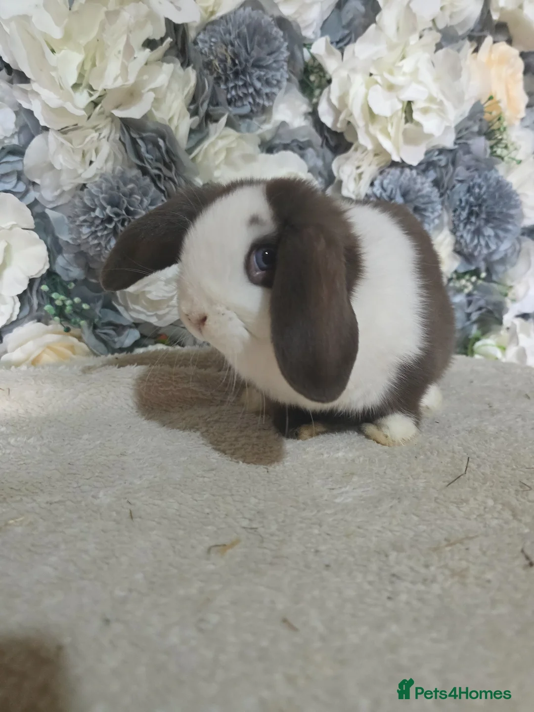 Mini Lop rabbits for sale: 🤎 Beautiful Chocolate Split VM Mini Lop Doe - Advert 1