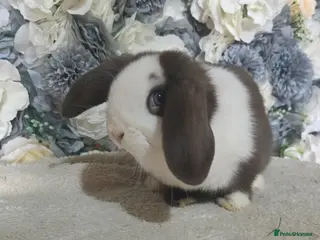 Mini Lop rabbits 🤎 Beautiful Chocolate Split VM Mini Lop Doe - Advert 1