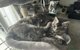 Maine Coon cats for sale: GCCF & TICA Reg Affectionate Maine Coon kittens - Image 27