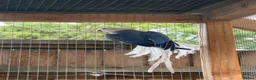Ringnecks birds for sale: 2 MALES proven breeders mutation ringneck  - Advert 11