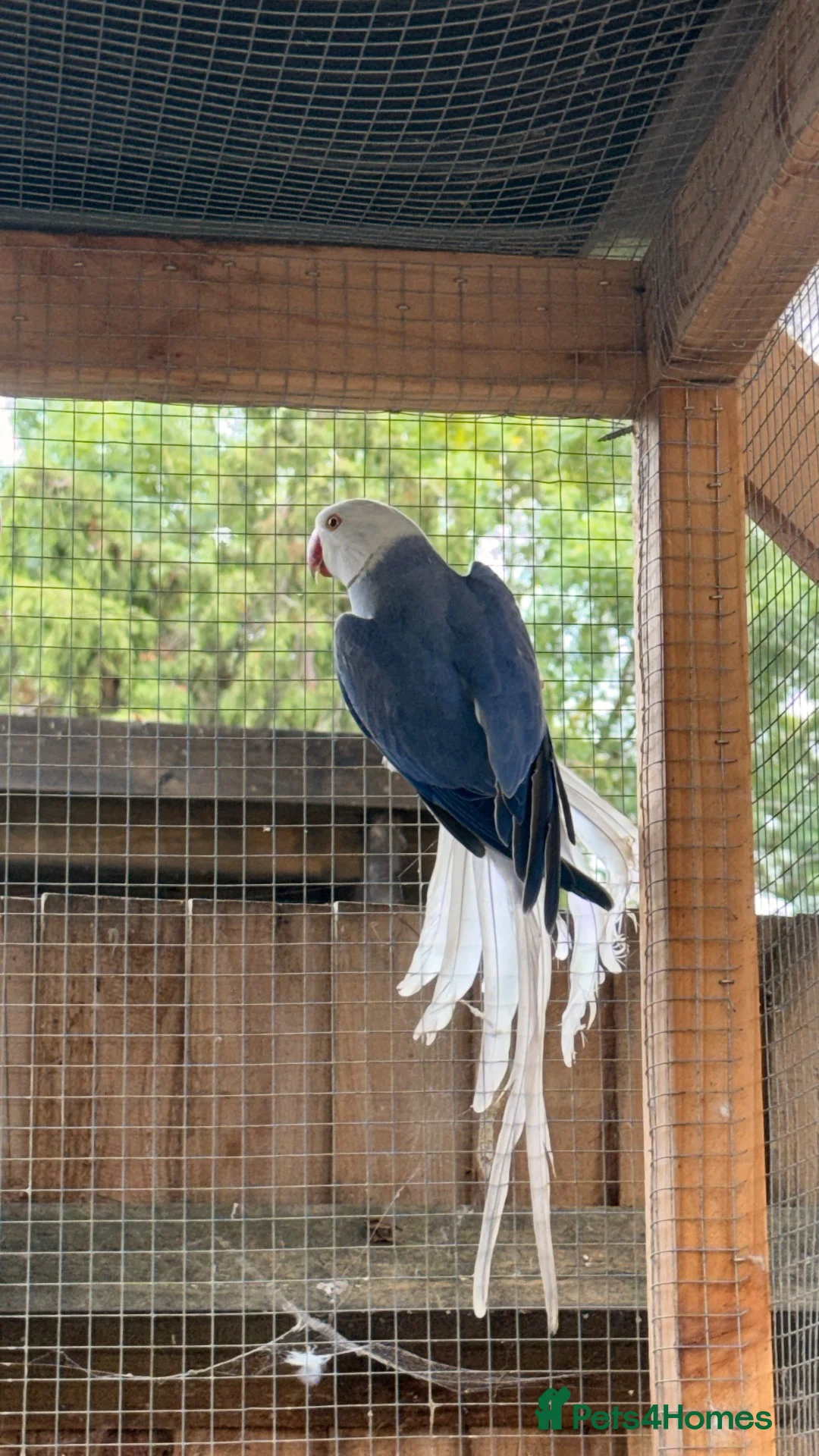 Ringnecks birds for sale: 2 MALES proven breeders mutation ringneck  - Advert 11