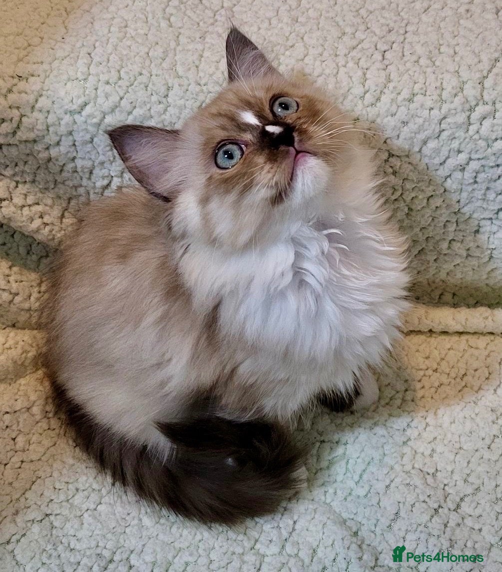 Ragdoll cats for sale: Stunning seal mitted boy left - Advert 10