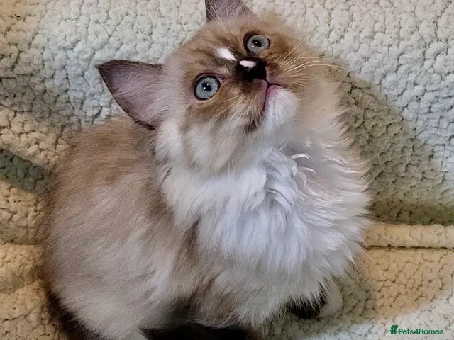 Ragdoll cats for sale: Stunning seal mitted boy left - Advert 10